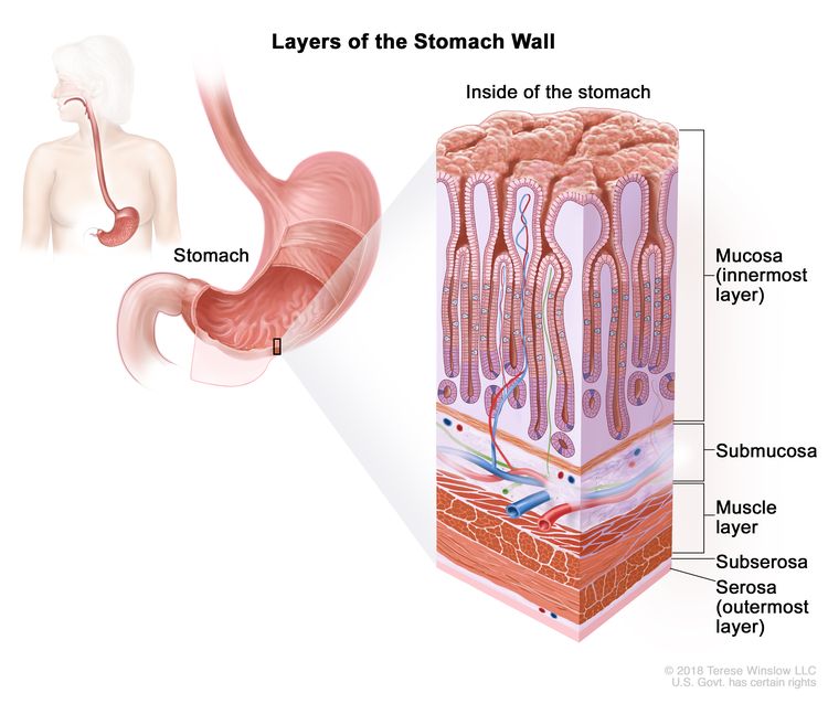 Layers of the stomach wall; drawing of the stomach with an inset showing the layers of the stomach wall, including the mucosa (innermost layer), submucosa, muscle layer, subserosa, and serosa (outermost layer).