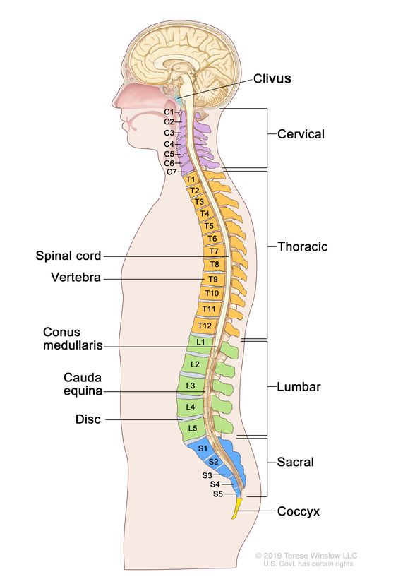 arkanı dön Basık akşam  Definition of vertebral column - NCI Dictionary of Cancer Terms - National  Cancer Institute