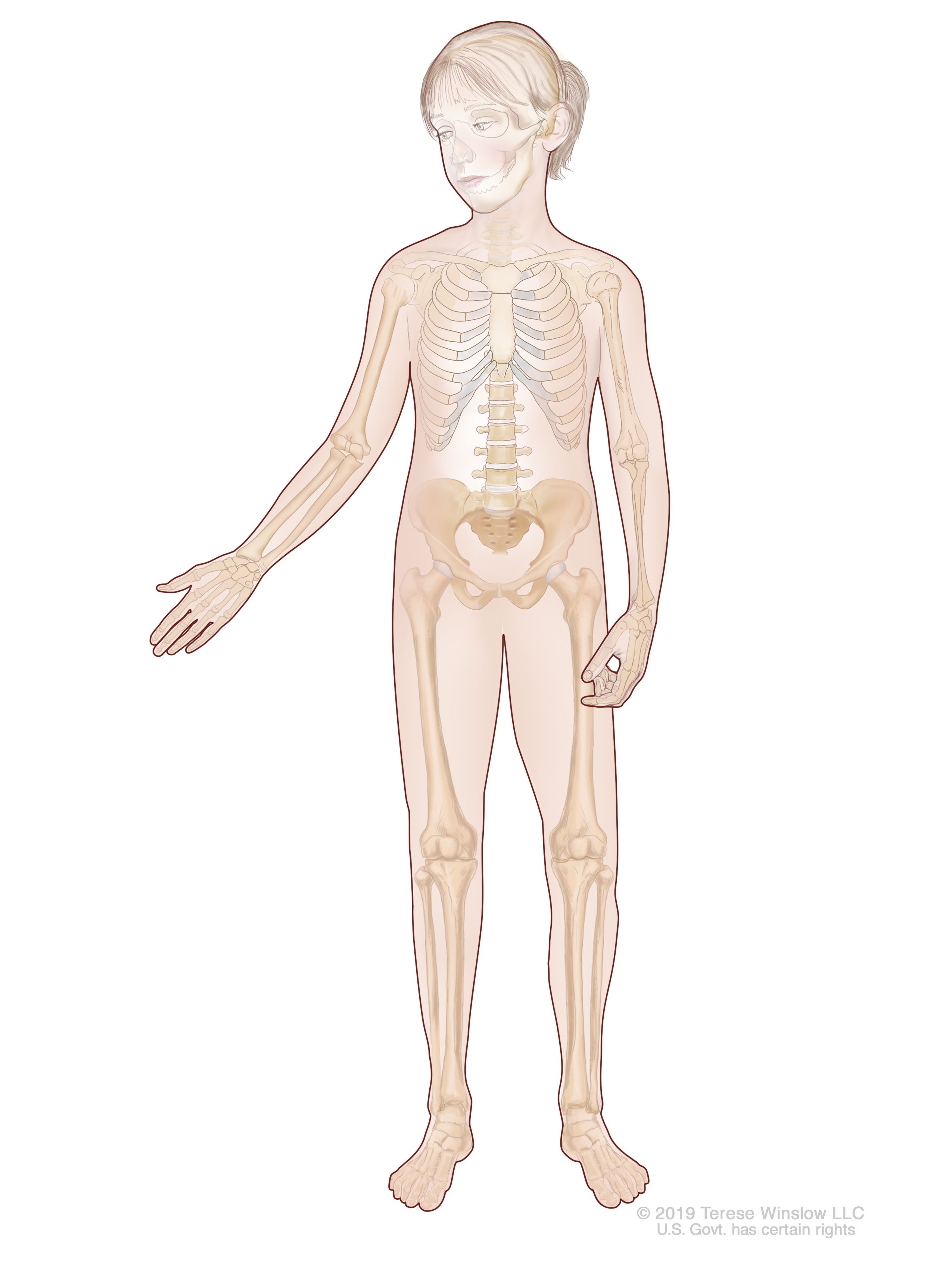 el cuerpo humano y sus organos