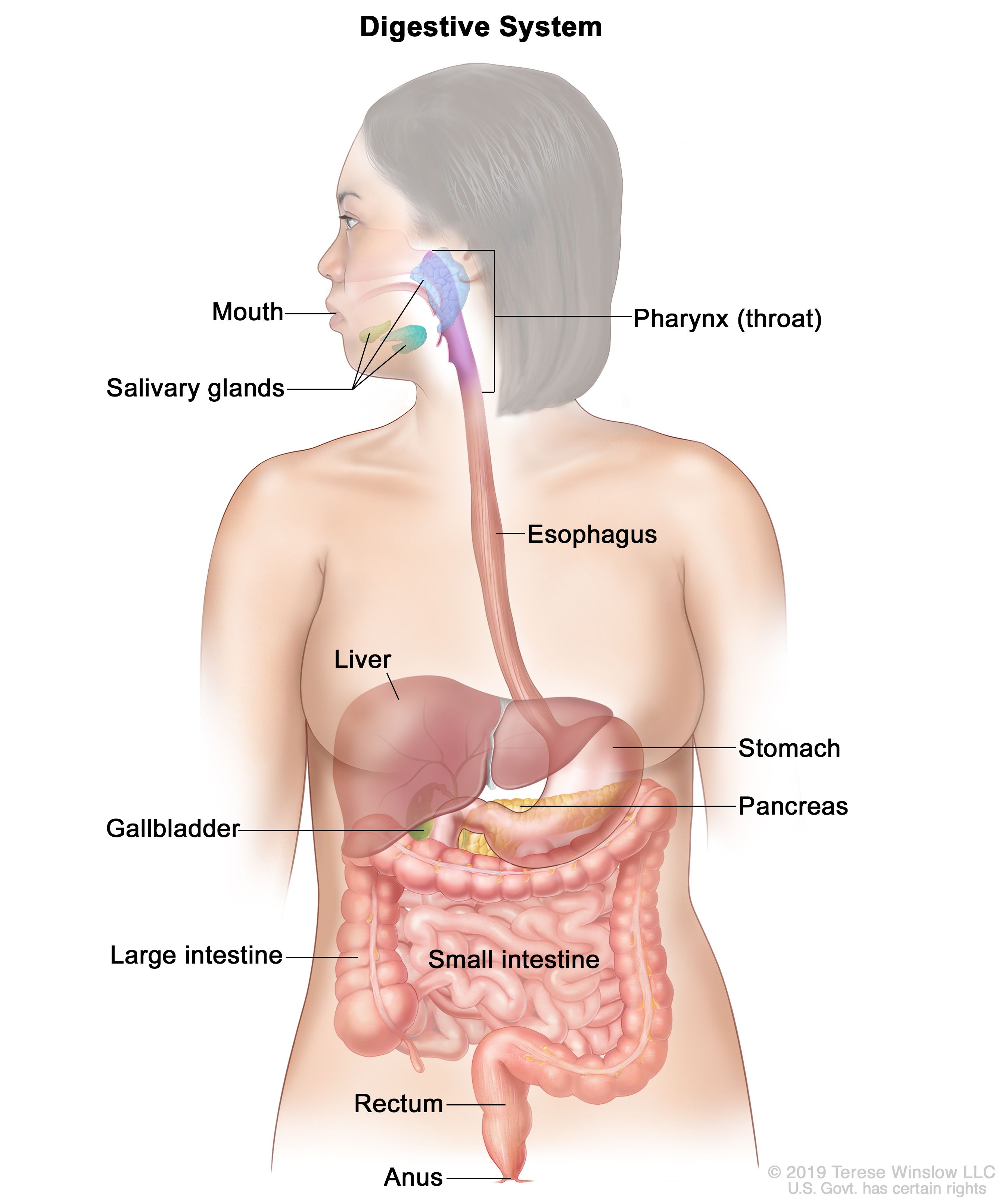 digestive system diagram and functions