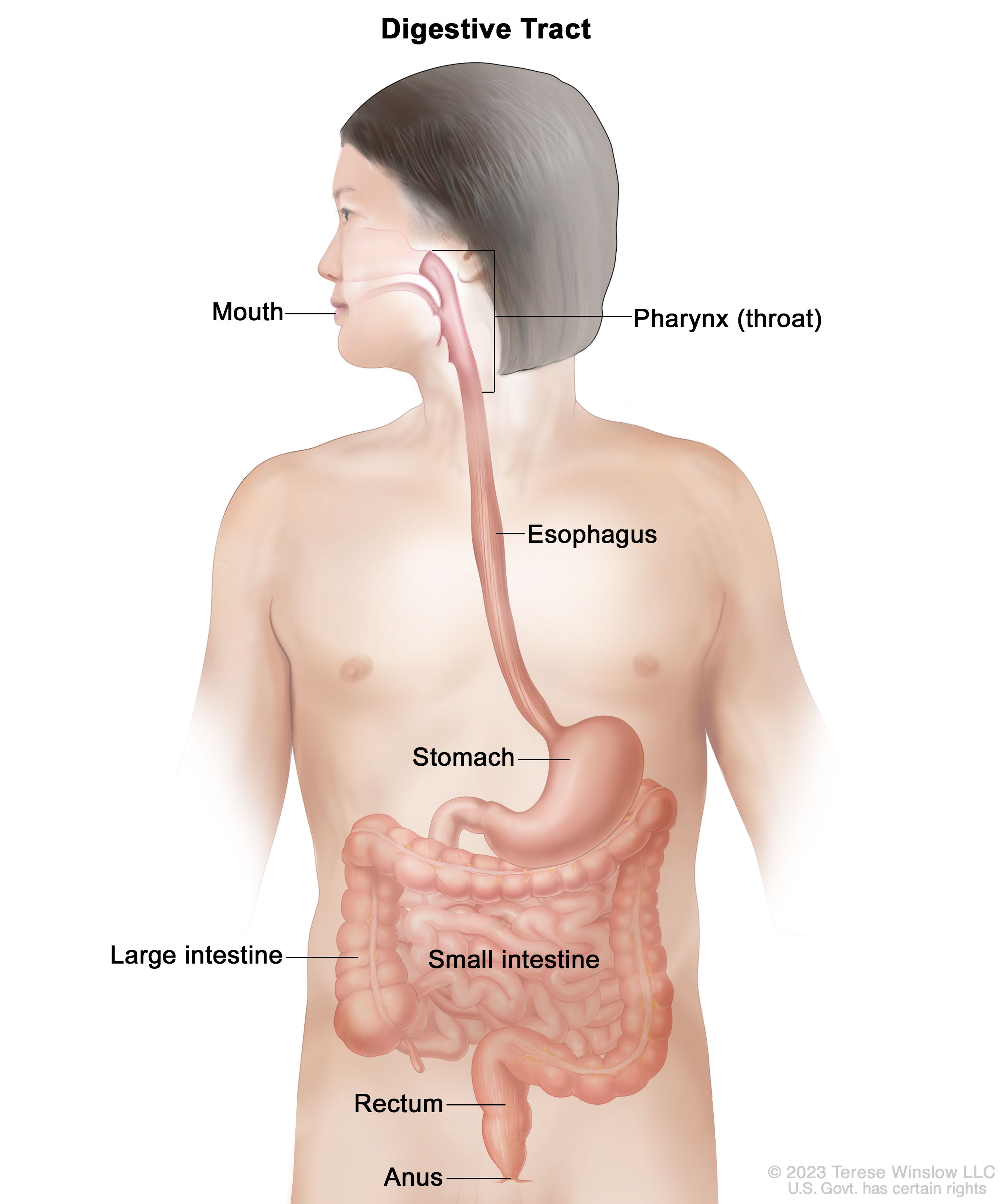 Easy simple step by step , Draw a neat and labeled diagram of Human  Digestive System . - Brainly.in