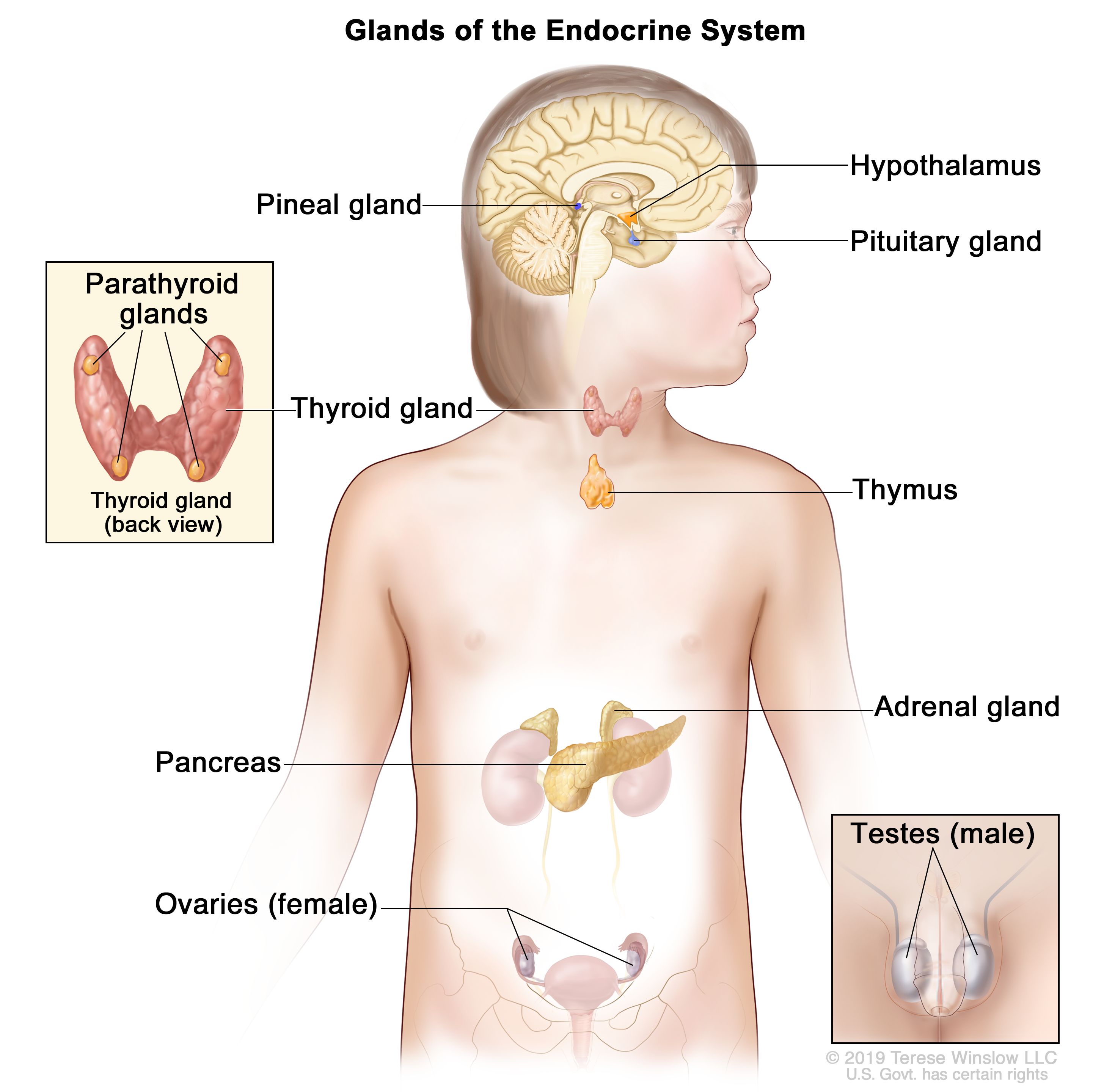 Definition Of Endocrine System Nci Dictionary Of Cancer Terms National Cancer Institute