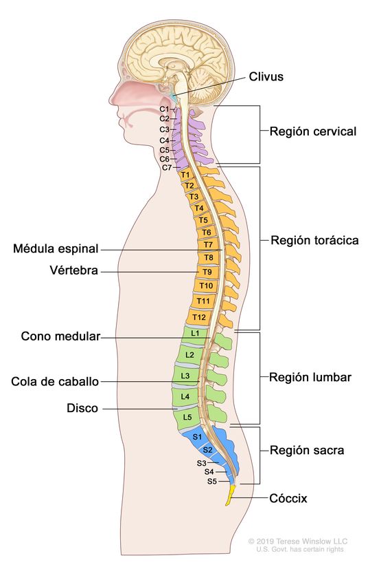 Clínica casete Ejercer Definición de columna vertebral - Diccionario de cáncer del NCI - NCI