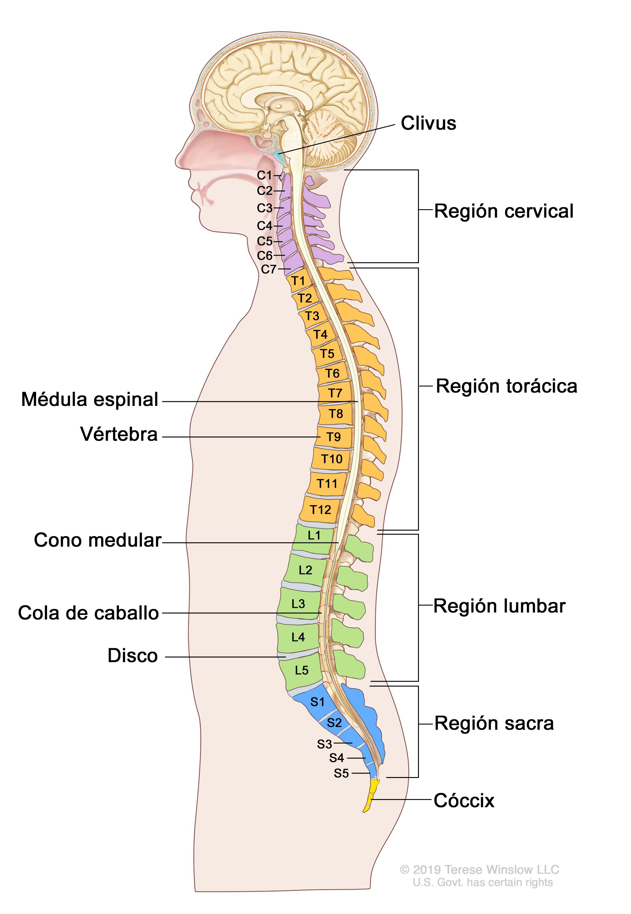 Definición de columna vertebral - Diccionario de cáncer del NCI - NCI