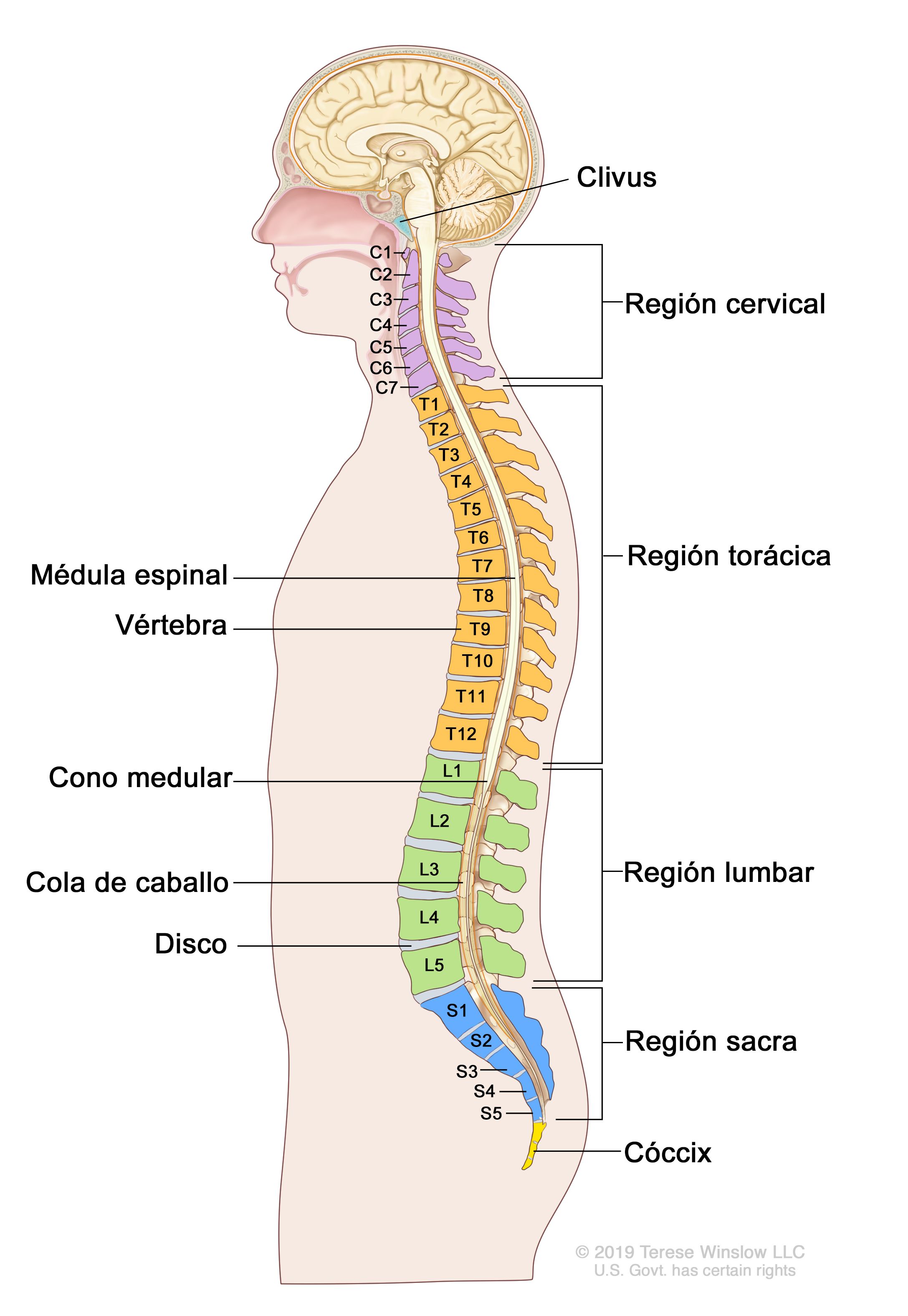 23-Músculos profundos de la columna vertebral. Visión lateral