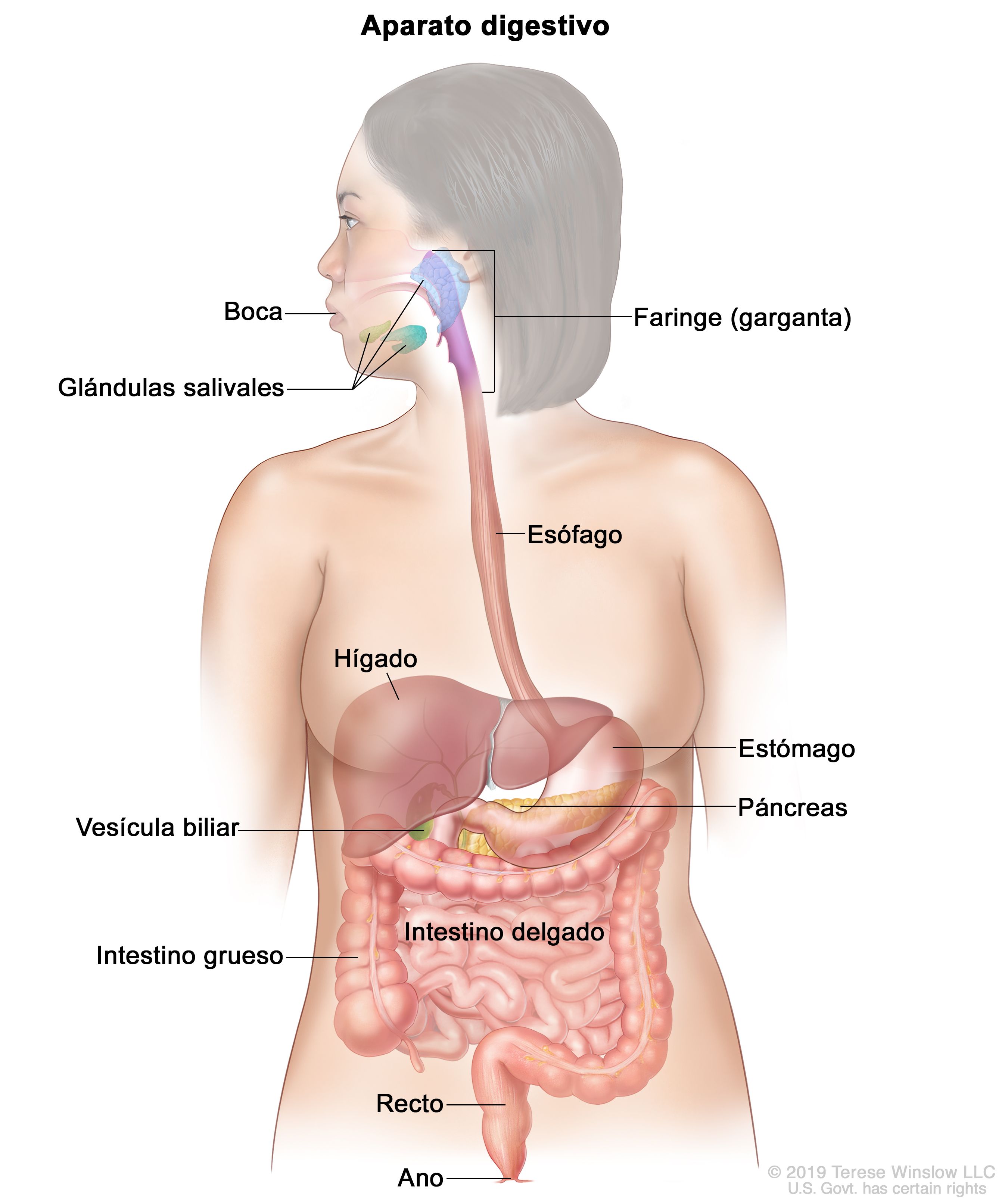 Definición de sistema digestivo - Diccionario de cáncer del NCI - NCI