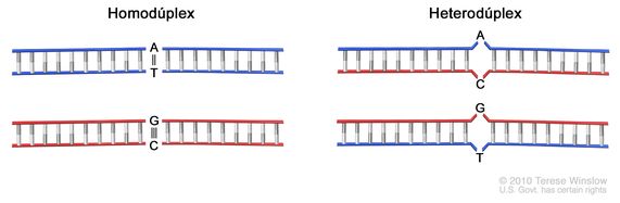 En el dibujo se observan homodúplex de ADN bicatenario con los enlaces normales de secuencias de ADN natural (etiquetas A-T y G-C). También se muestran heterodúplex de ADN bicatenario con dos regiones no enlazadas (etiquetas A-C y G-T).