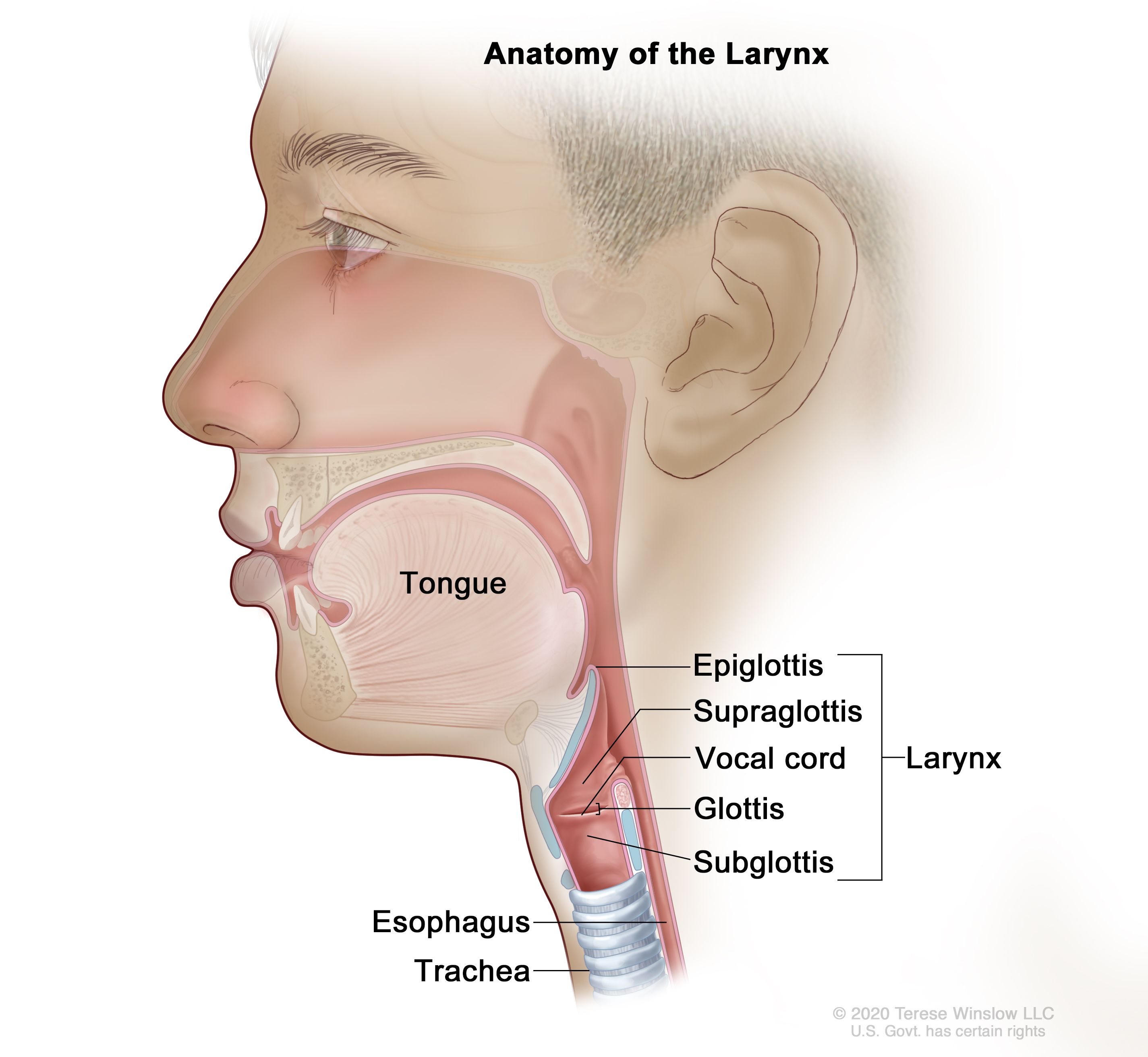 Childhood Laryngeal Tumors Treatment Pdq Patient Version National Cancer Institute