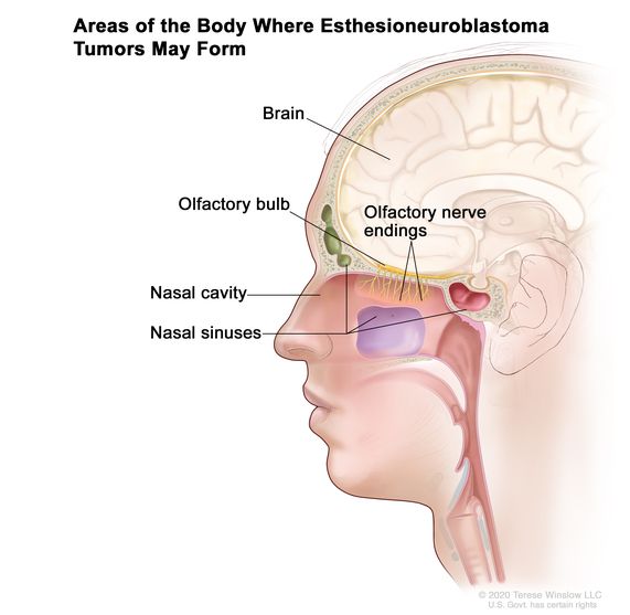 nasal definition