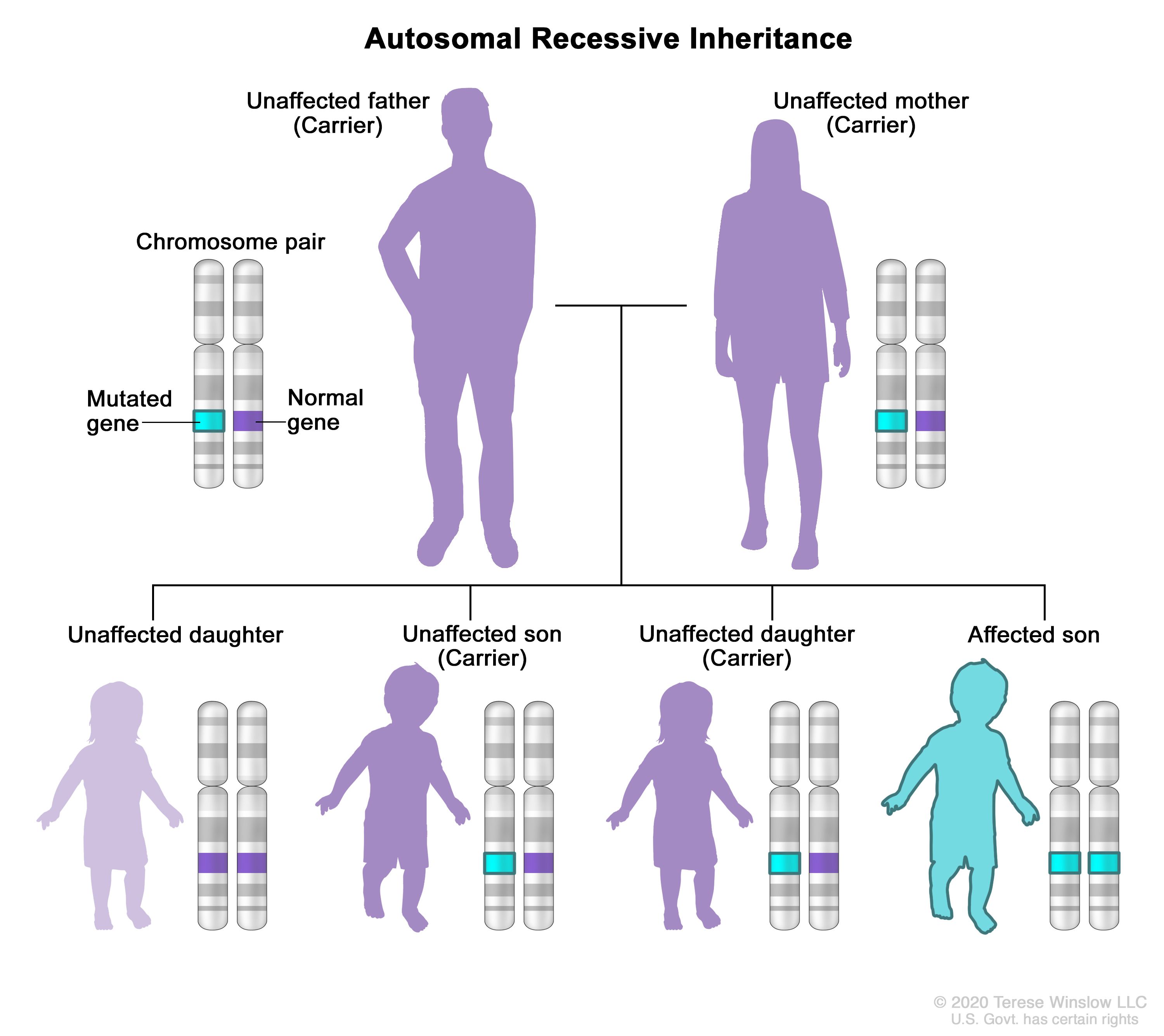 Definition Of Autosomal Recessive Inheritance NCI Dictionary Of 