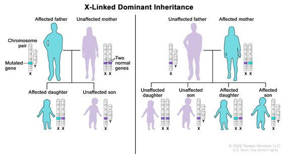 x-linked dominant traits are typically expressed