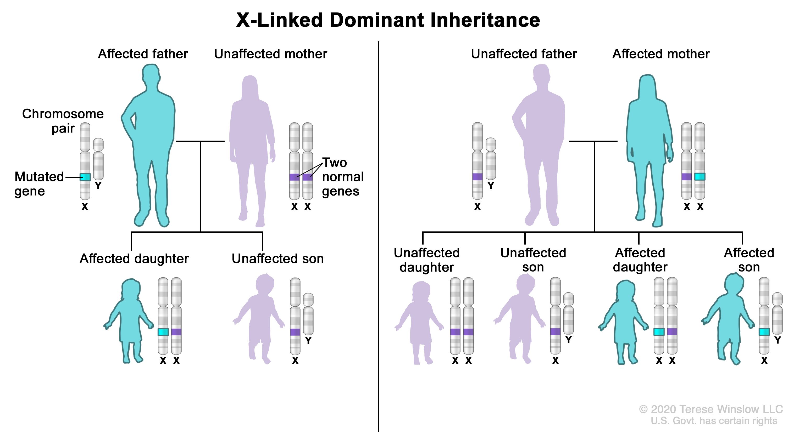 what does it mean to have dominant trait
