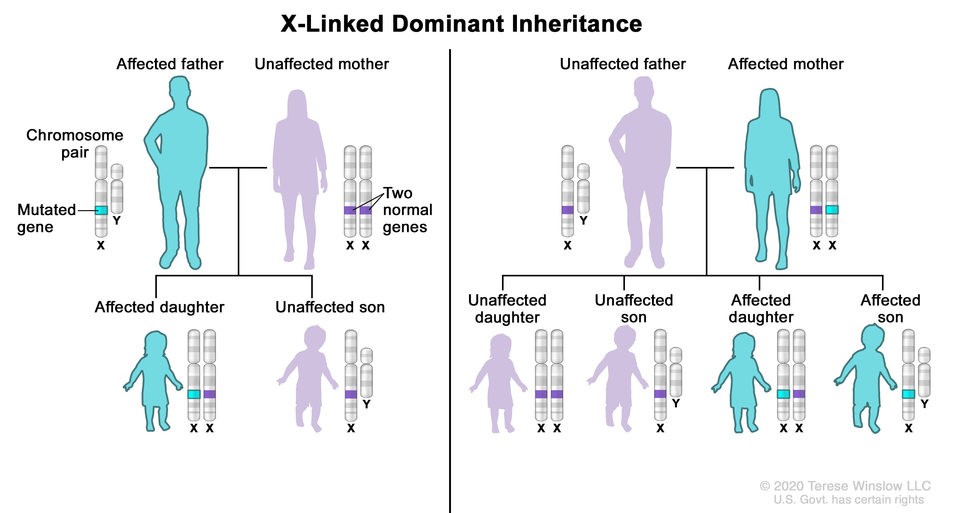 Dominant Trait Definition 