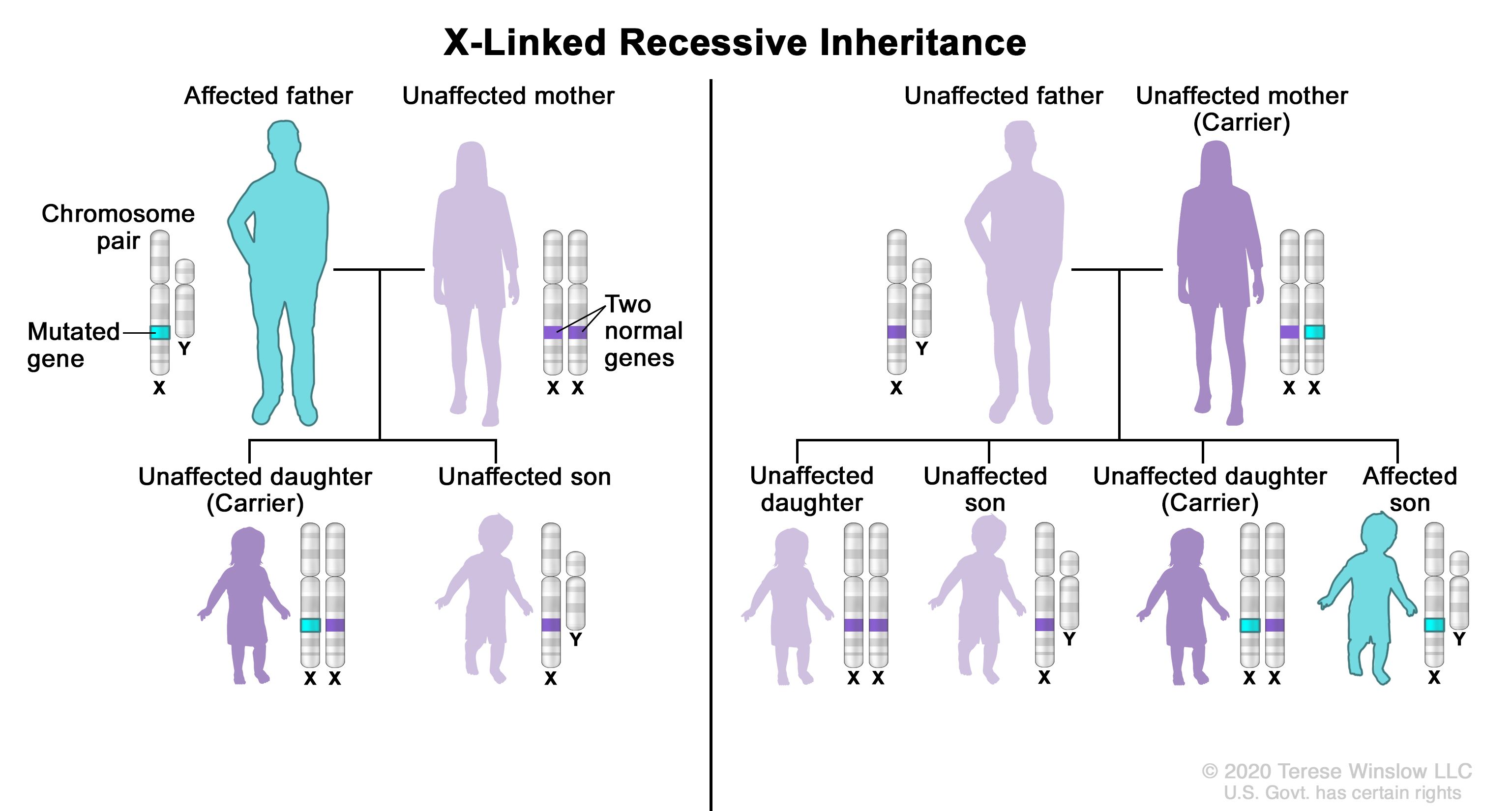 Definition Of X Linked Recessive Inheritance Nci Dictionary Of Genetics Terms National Cancer Institute