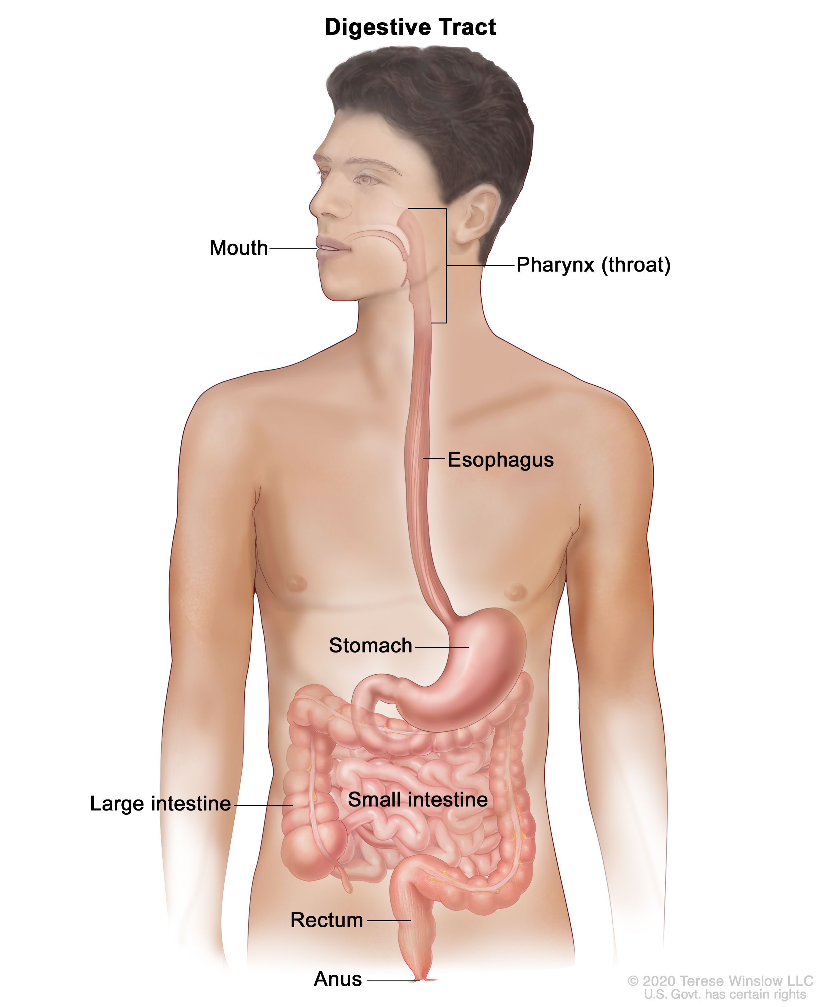 消化管の解剖図：図は、口腔、咽頭（喉）、食道、胃、小腸、大腸、直腸、肛門を示す。