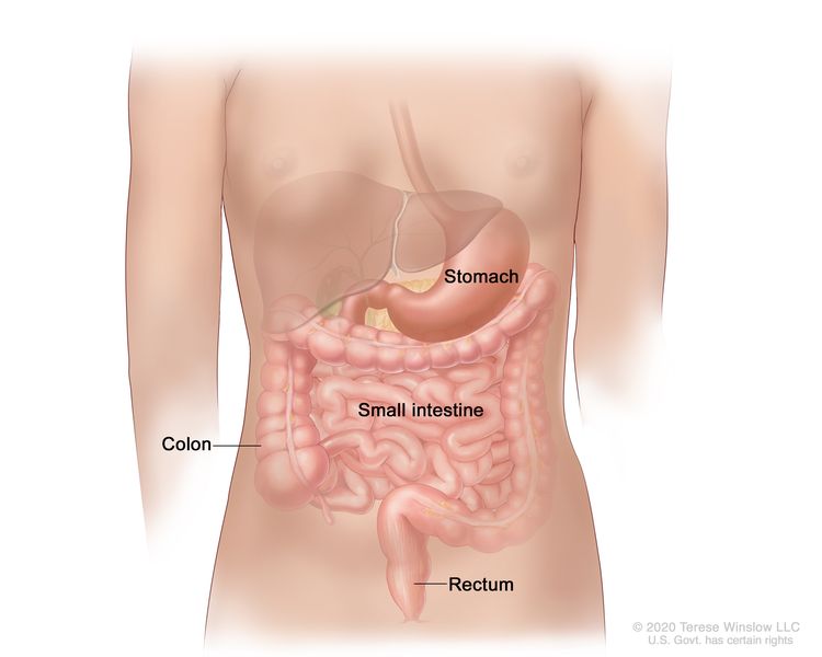 Drawing of the gastrointestinal tract showing the stomach, small intestine, colon, and rectum.