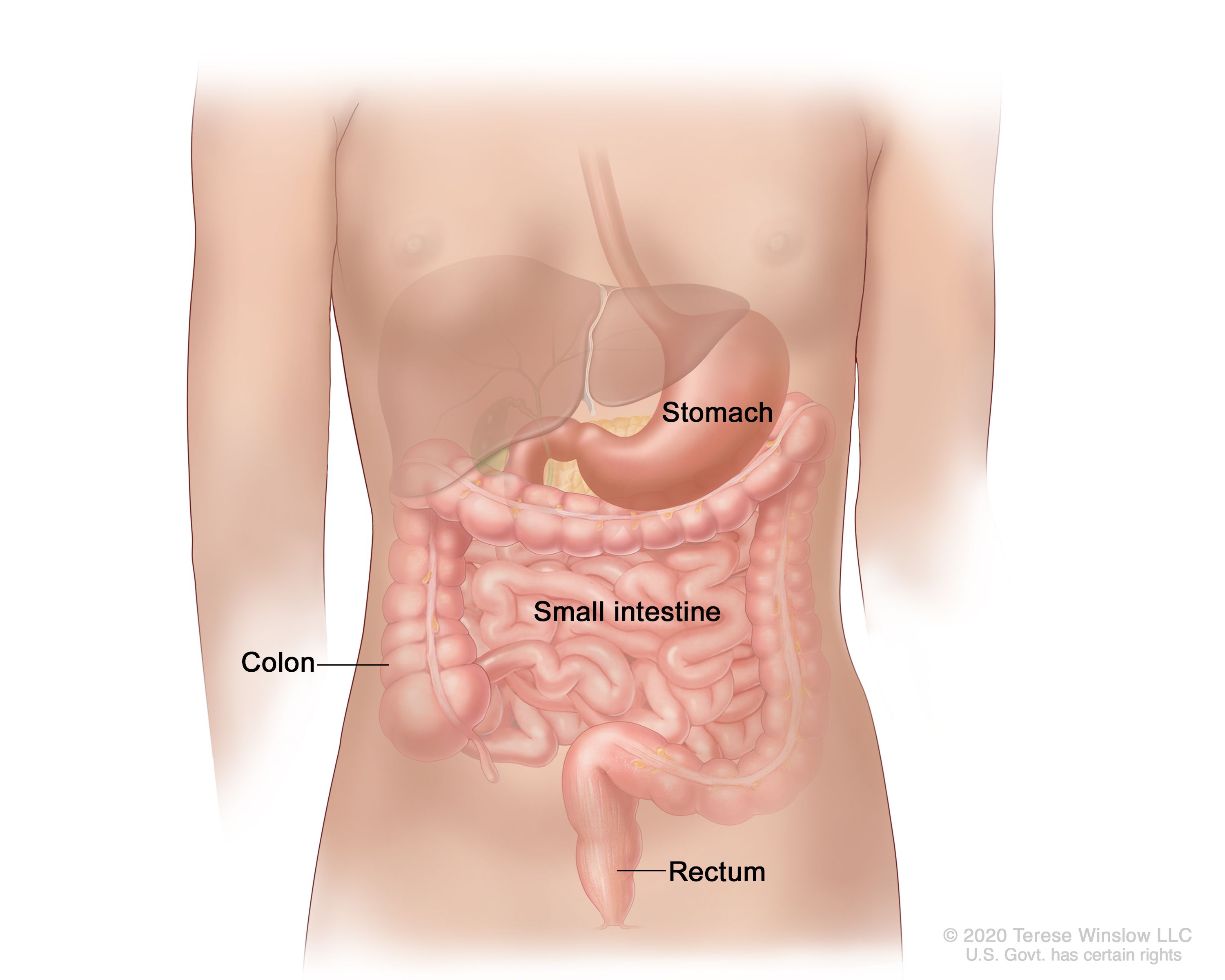 図には、胃、小腸、結腸、直腸などの消化管が示されている。