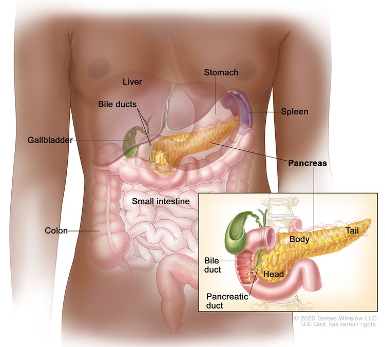Anatomy of the pancreas; drawing shows the pancreas, stomach, spleen, liver, bile ducts, gallbladder, small intestine, and colon. An inset shows the head, body, and tail of the pancreas and the bile duct and pancreatic duct.
