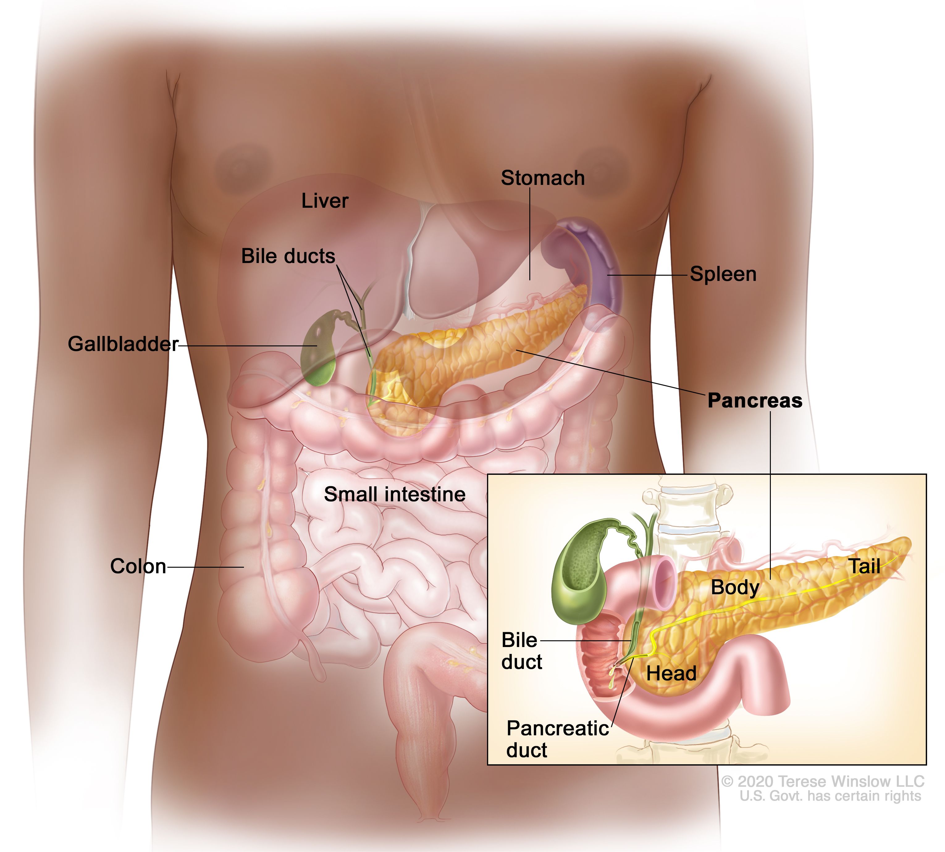 膵臓の解剖図：図は、膵臓、胃、脾臓、肝臓、胆管、胆嚢、小腸、結腸を示す。小さな図は膵臓の頭部、体部、尾部、胆管、膵管を示している。