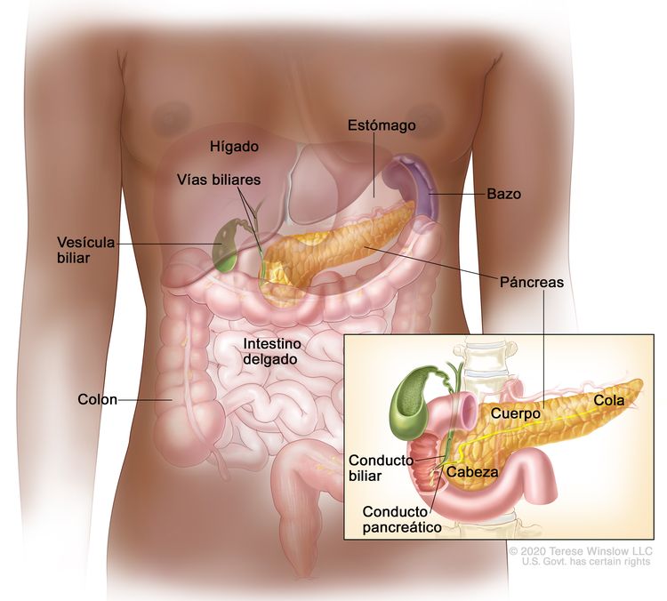 Anatomía del páncreas. En la imagen se observan el páncreas, el estómago, el bazo, el hígado, las vías biliares, la vesícula biliar, el intestino delgado y el colon. En el recuadro, se muestran la cabeza, el cuerpo y la cola del páncreas. También se muestran un conducto biliar y el conducto pancreático
