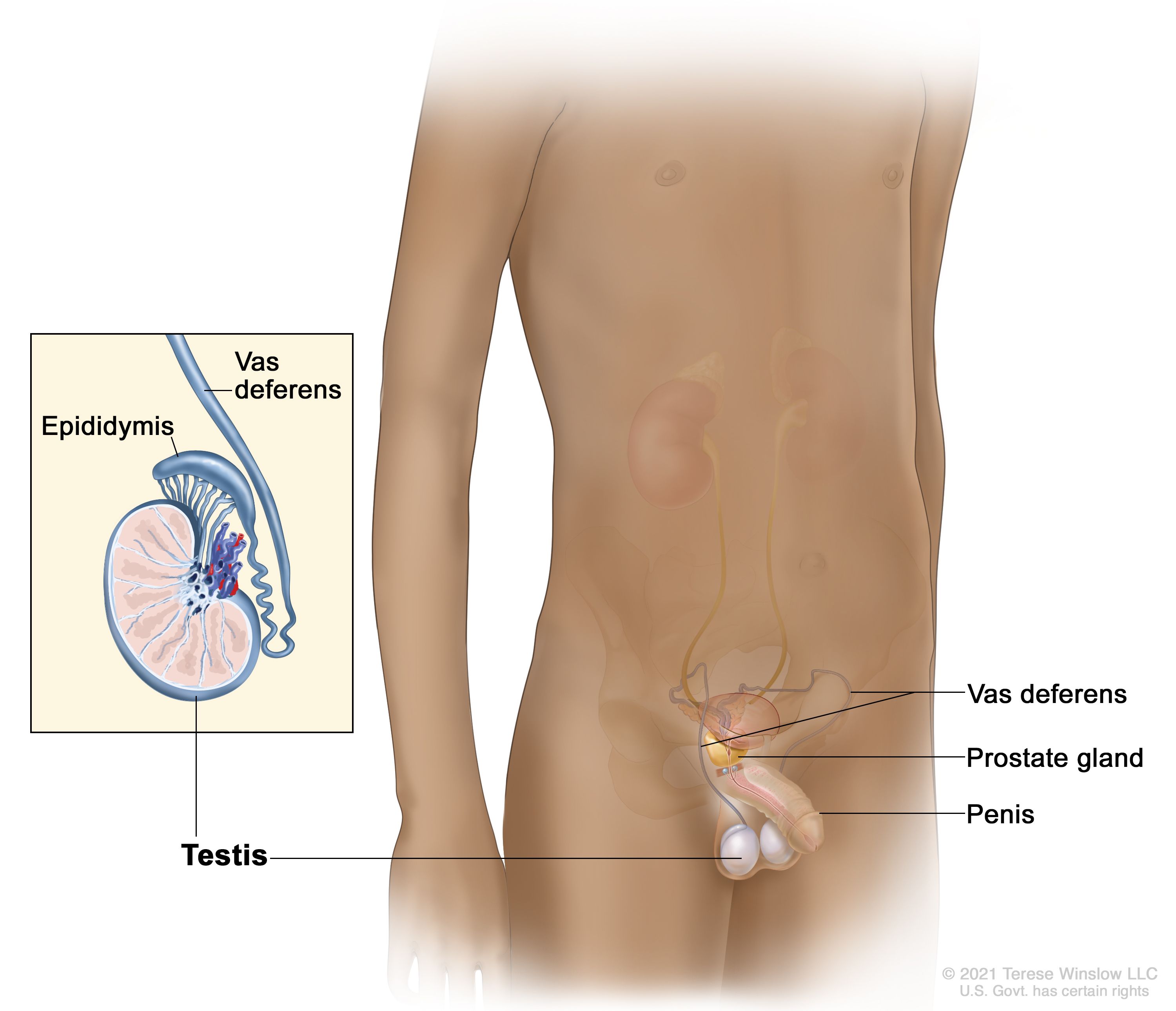Definition of testicle - NCI Dictionary of Cancer Terms - NCI