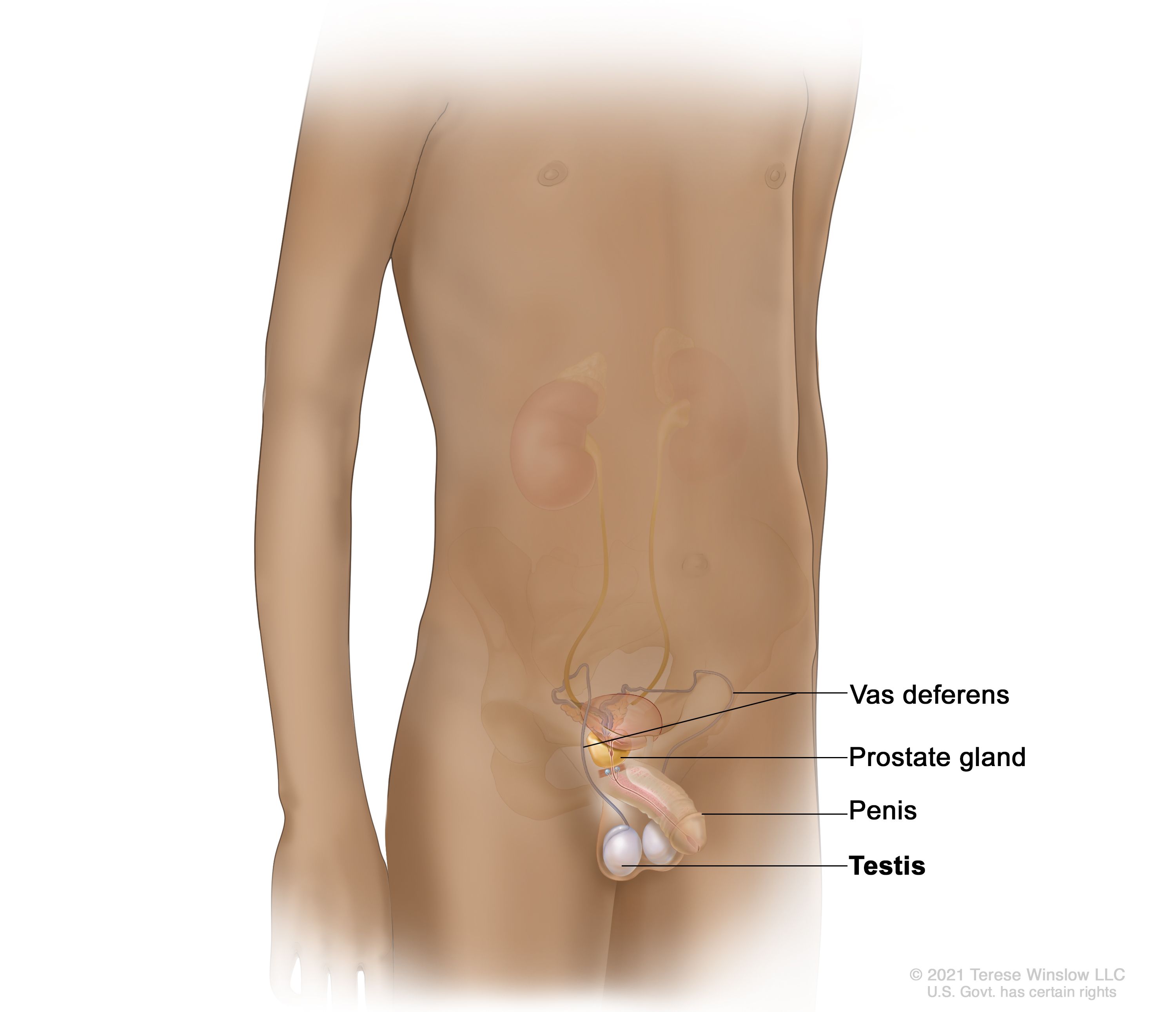男性の生殖器系と泌尿器系の解剖図：輸精管（精巣から精子を運び出す長い管）、前立腺、陰茎、および精巣を示しています。 