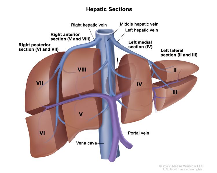 Drawing showing 4 sections of the liver: the right posterior section, the right anterior section, the left medial section, and the left lateral section. Also shown are 8 segments (I-VIII), each corresponding to a specific section of the liver. The boundaries of each section are separated by the right hepatic vein, middle hepatic vein, and left hepatic vein. The vena cava and portal vein are also shown.