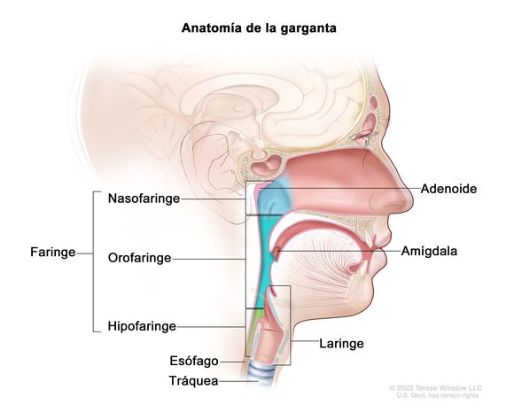 Anatomía de la garganta. En el dibujo se observa la faringe y se señalan sus partes, que incluyen la nasofaringe, la orofaringe y la hipofaringe. Además, se señala una adenoide, una amígdala, la laringe, y la primera parte del esófago y la tráquea en el cuello.