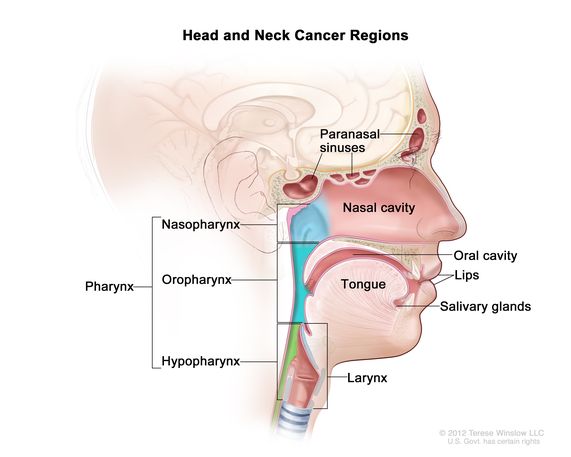 Head and neck cancer regions; drawing shows areas of the head and neck where cancer can occur, including the paranasal sinuses, nasal cavity, oral cavity, lips, tongue, salivary glands, larynx (voice box), and pharynx. The pharynx includes the nasopharynx, oropharynx, and hypopharynx.