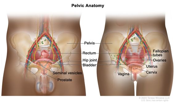 Two-panel drawing showing the anatomy of the male pelvis (left panel) and female pelvis (right panel). Both panels show the pelvis, rectum, hip joint, and bladder. Also shown are the seminal vesicles and prostate (left panel), and the vagina, cervix, uterus, ovaries, and fallopian tubes (right panel).
