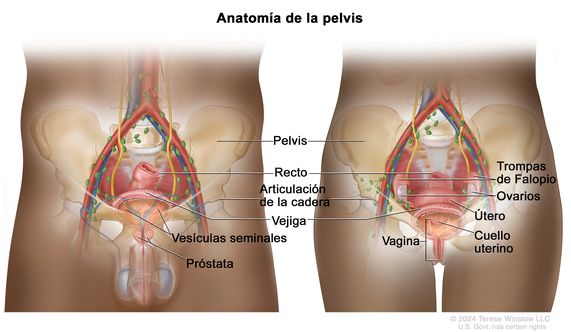 En el dibujo de dos paneles se observan las características anatómicas de la pelvis y se señalan la pelvis, el recto, la articulación de la cadera y la vejiga. En el panel de la izquierda se muestra la pelvis de un hombre y se señalan las vesículas seminales y la próstata. En el panel de la derecha se muestra la pelvis de una mujer y se señalan la vagina, el cuello uterino, los ovarios y las trompas de Falopio.