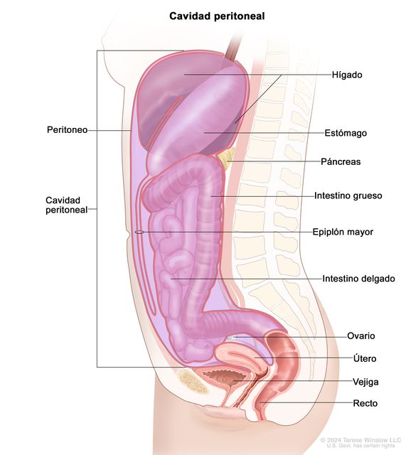 En el dibujo se observa un corte transversal de la cavidad peritoneal y se señala el peritoneo. También se señala el hígado, el estómago, el páncreas, el intestino grueso, el epiplón mayor, el intestino delgado, un ovario, el útero, la vejiga y el recto.